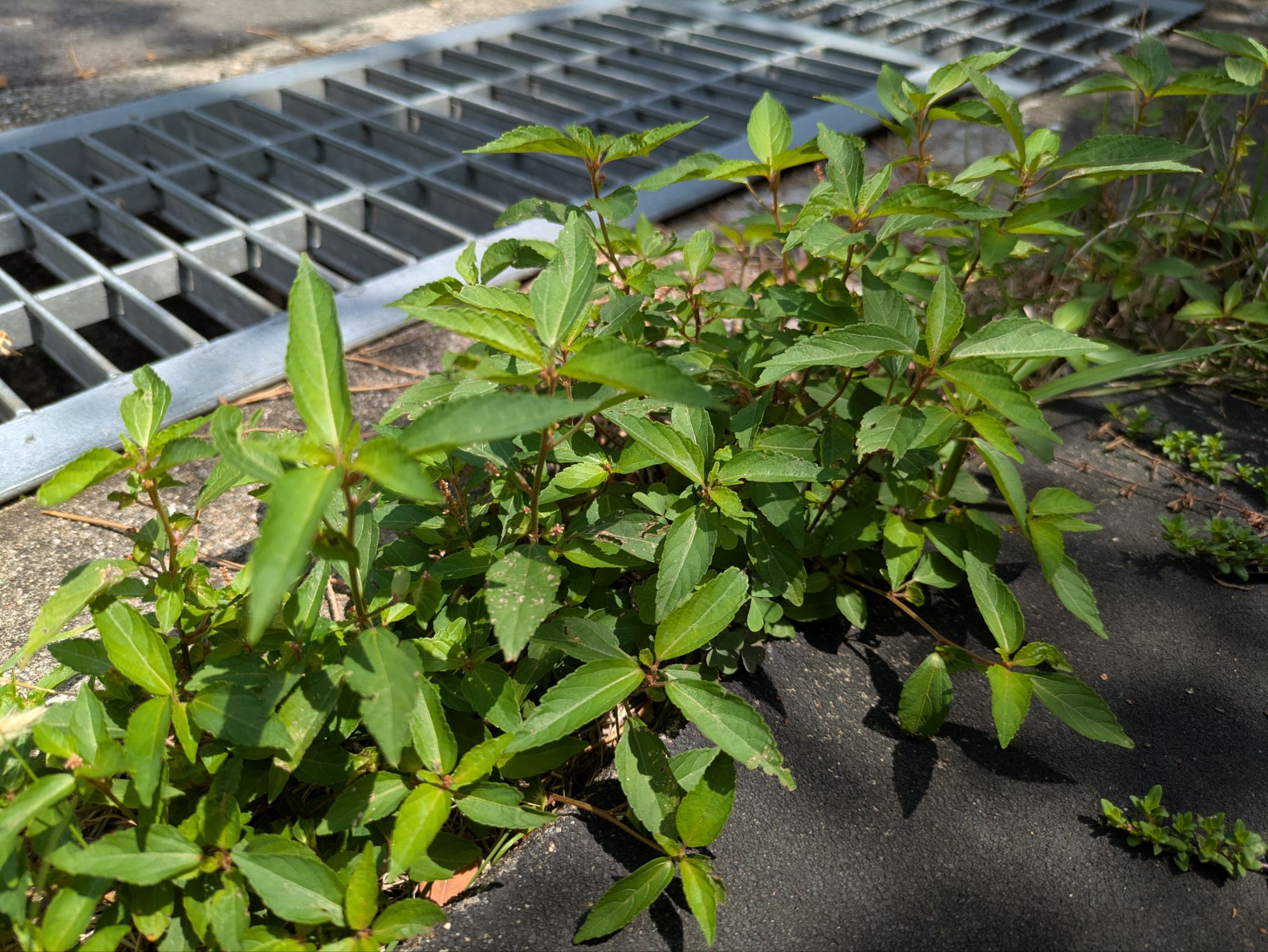 【エノキグサ】まとまって咲くとこうなる