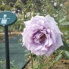 バラ【爽】＠万博記念公園