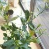 【レモンの木】12月に新たな枝葉を伸ばしだした