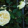 白バラ【ソンブレイユ】＠靭公園バラ園