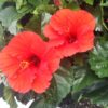 ハイビスカス【レッドスター】