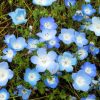 ネモフィラ