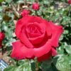 紅バラ【グランデ アモーレ】