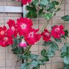 つる紅バラ【ドルトムント】