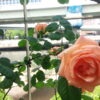 つるバラ【ルーピング】＠中之島バラ園