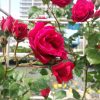 ドイツ原産のつる紅バラ【シンパシー】