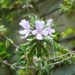 ウエストリンギアの花＠４月