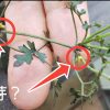 花が咲いたツル枝に、花芽らしきものが…