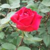 紅バラ【グランドマスターピース】