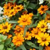 百日草の異名をとる【ジニア】