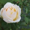 「幸せの香り」のバラ【薫乃】
