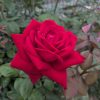 紅バラ【ブルグント'81】
